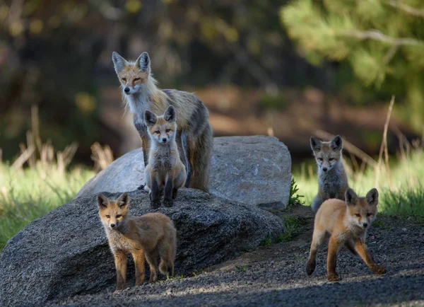 Fox rodinný portrét — Stock fotografie