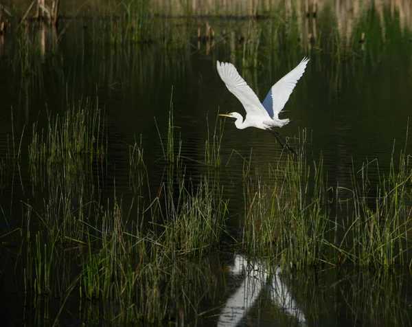 Ägretthäger som flyger — Stockfoto