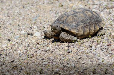 Desert Tortoise Moves Slowly clipart