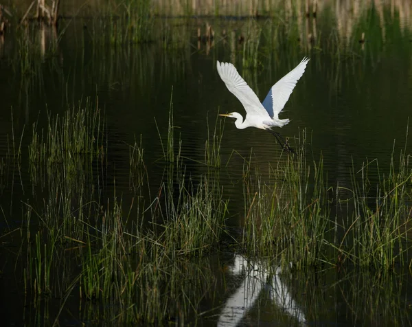 Great Egret Flying — Stock Photo, Image