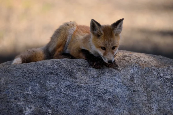 Fox Kit på Rock — Stockfoto