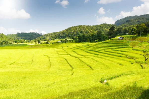 쌀 필드 보기 — 스톡 사진