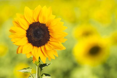  alandaki çiçek açan ayçiçeği