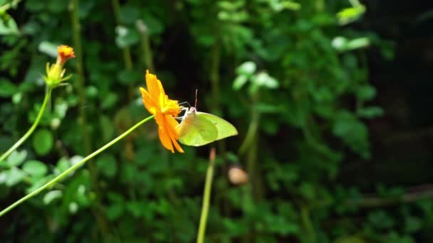 Velmi Krásný Motýl Žlutých Květinách — Stock video