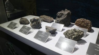 Bandung 'daki Jeoloji Müzesinde bulunan antik hayvan kemiklerinin fosilleri.