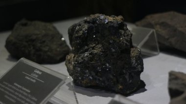 Bandung 'daki Jeoloji Müzesinde bulunan antik hayvan kemiklerinin fosilleri.