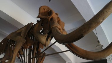 Bandung 'daki Jeoloji Müzesinde bulunan antik hayvan kemiklerinin fosilleri.
