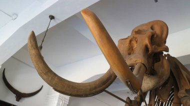 Bandung 'daki Jeoloji Müzesinde bulunan antik hayvan kemiklerinin fosilleri.