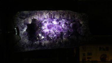 Bandung 'daki Jeoloji Müzesinde bulunan antik hayvan kemiklerinin fosilleri.