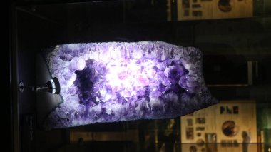 Bandung 'daki Jeoloji Müzesinde bulunan antik hayvan kemiklerinin fosilleri.