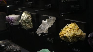 Bandung 'daki Jeoloji Müzesinde bulunan antik hayvan kemiklerinin fosilleri.