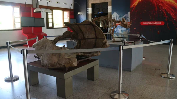 Fossils Ancient Animal Bones Located Geological Museum Bandung — Stock Photo, Image