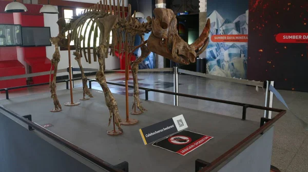 バンドンの地質博物館にある古代動物の骨の化石 — ストック写真