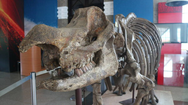 Fossils of ancient animal bones located in the Geological Museum in Bandung