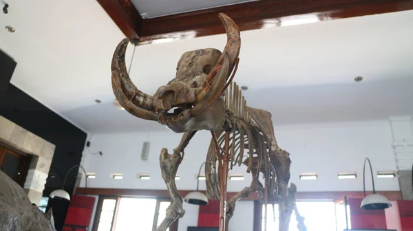 Fossils of ancient animal bones located in the Geological Museum in Bandung