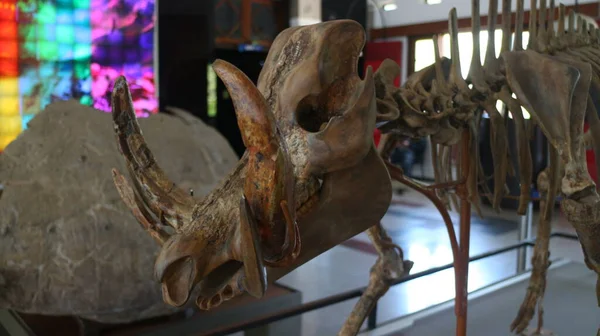 Fósiles Huesos Animales Antiguos Ubicados Museo Geológico Bandung —  Fotos de Stock