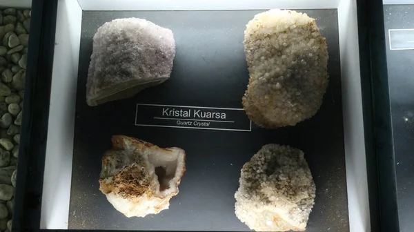 Fossiles Animaux Anciens Situés Musée Géologique Bandung — Photo