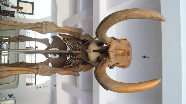 Fósiles Huesos Animales Antiguos Ubicados Museo Geológico Bandung — Foto de Stock