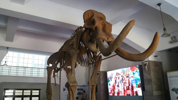 Fossils Ancient Animal Bones Located Geological Museum Bandung — Stock Photo, Image