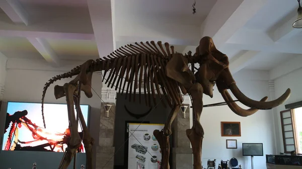 Fossils Ancient Animal Bones Located Geological Museum Bandung — Stock Photo, Image