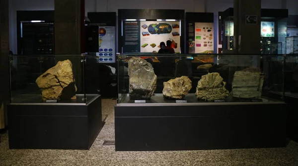 バンドンの地質博物館にある古代動物の骨の化石 — ストック写真