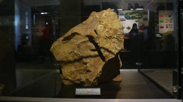 Fossili Ossa Animali Antiche Situati Nel Museo Geologico Bandung — Foto Stock
