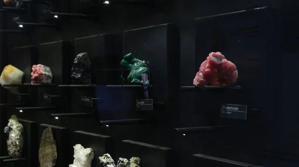 Fosilie Starých Zvířecích Kostí Nacházejí Geologickém Muzeu Bandungu — Stock fotografie