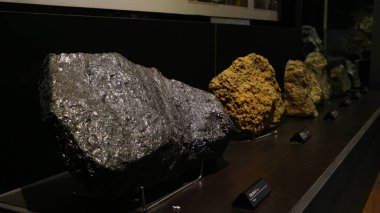 Bandung 'daki Jeoloji Müzesinde bulunan antik hayvan kemiklerinin fosilleri.