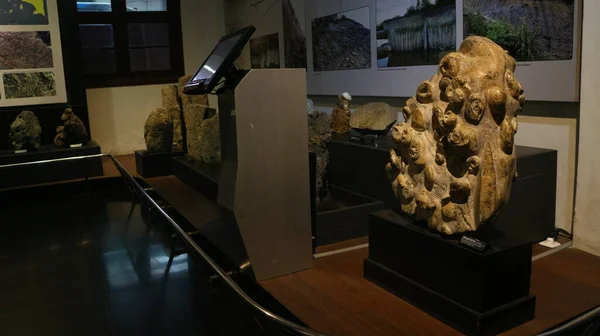 Απολιθώματα Αρχαίων Οστών Ζώων Που Βρίσκονται Στο Γεωλογικό Μουσείο Στο — Φωτογραφία Αρχείου