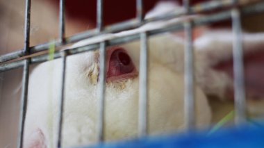 Yeşil çimenlikteki tavşan. Evin dekoratif tavşanı.