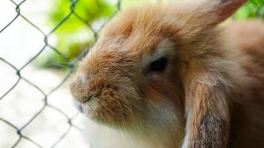 Yeşil çimenlikteki tavşan. Evin dekoratif tavşanı.