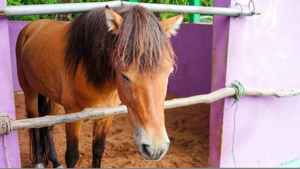 Caballo Sano Somnoliento Está Una Jaula —  Fotos de Stock