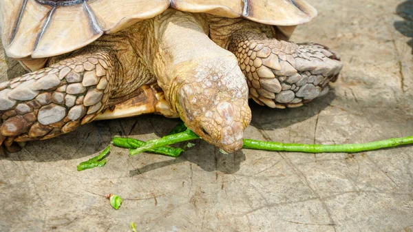 Большие Черепахи Находятся Среде Обитания — стоковое фото