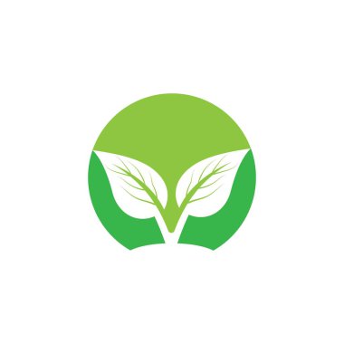 Eko Ağacı Yaprağı