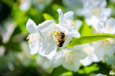 Portre, makro bumblebee, Yasemin çiçek bir Bush. Çiçek ve yaprakları içinde belgili tanımlık geçmiş. Yaz.