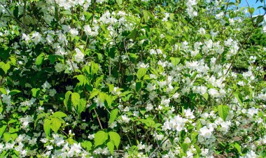 Beyaz yasemin çiçeklerinin yakın çekimleri