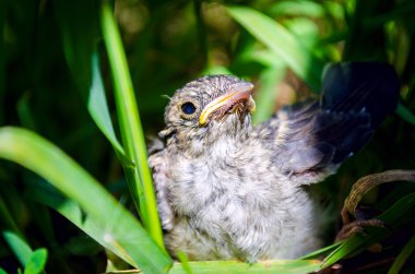 çim güzel küçük kuş