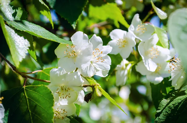 Beyaz yasemin çiçeklerinin yakın çekimleri
