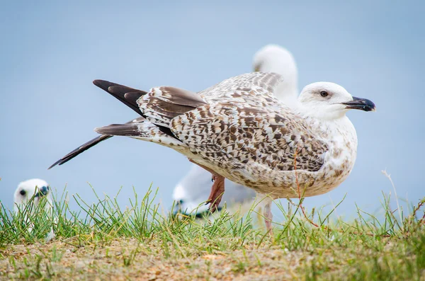 Mouette assise sur l'herbe sur la plage — Photo