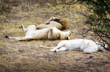 Güneşli bir günde bir ağaç gölgesinde istirahat aslan gurur