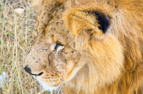 Lion mâle couché dans l'herbe verte . — Photo