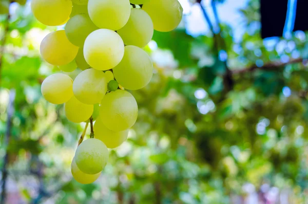 Szőlő és egy csomó fehér szőlő a kertben — Stock Fotó