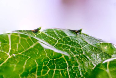 Yeşil yapraklı çileklerin üzerindeki çiğ damlaları. makro
