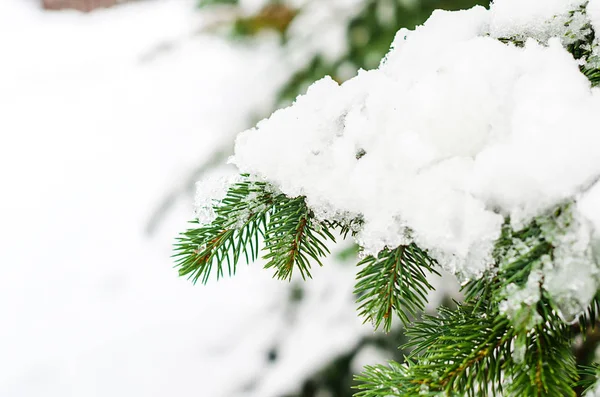 eriyen kar ladin dallarda yalan