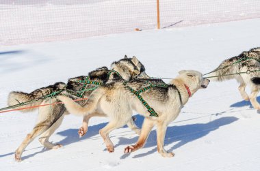 Köpek yarışı, köpek takım. kamchaka berengya