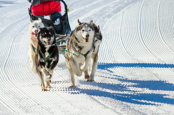 Köpek yarışı, köpek takım. kamchaka berengya
