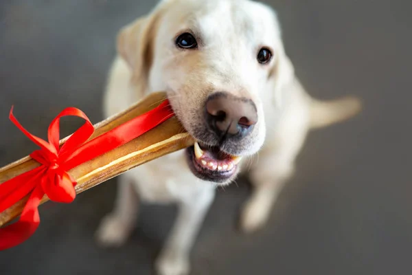 Labrador accepts a gift with a ribbon. Bone with a festive ribbon. Gift to the dog. A treat for a birthday Labrador.Labrador with a bone waiting at home.Funny dog eats mouth-watering pleasure.