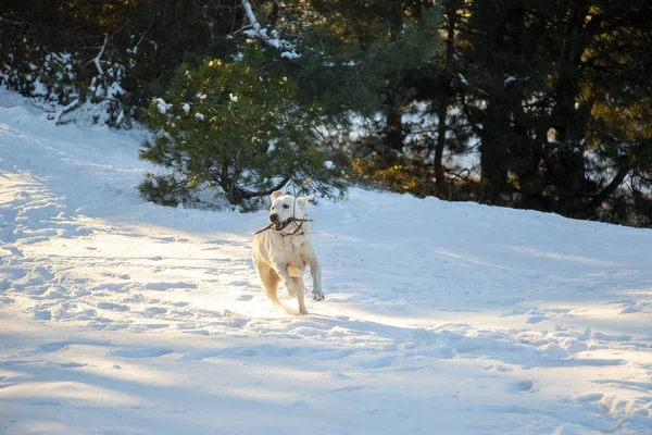 Happy labrador runs in the snow. Labrador with a stick in his teeth runs through the forest. A mad dog runs in the snow. Labrador is playing with the owner. Happy dog. The dog runs away funny.