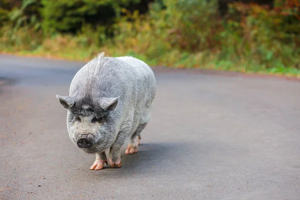 Porco Lindo Porco Cinzento Com Nariz Molhado Animal Caminha Pela — Fotografia de Stock