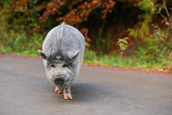 Hermoso Cerdo Cerdo Gris Con Nariz Mojada Animal Camina Por — Foto de Stock